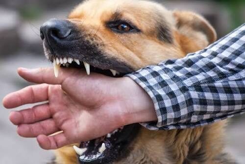 10 Things Everyone Should Know About Rabies