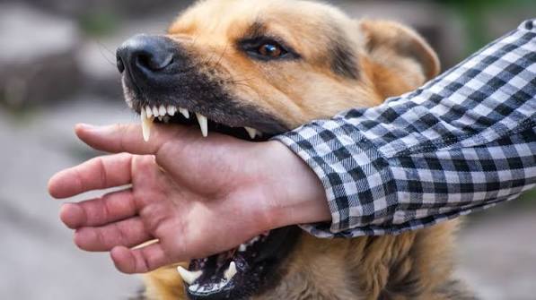 10 Things Everyone Should Know About Rabies