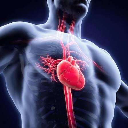 Awareness, Early Screening Key To Preventing Heart Disease